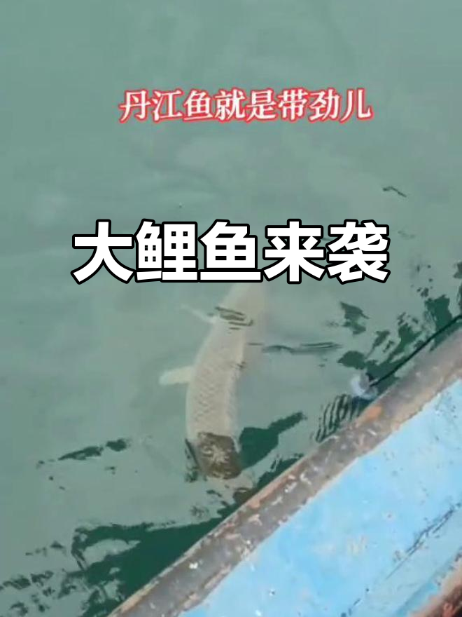 丹江大鲤鱼,二十斤不止!钓鱼人带你感受真实挑战