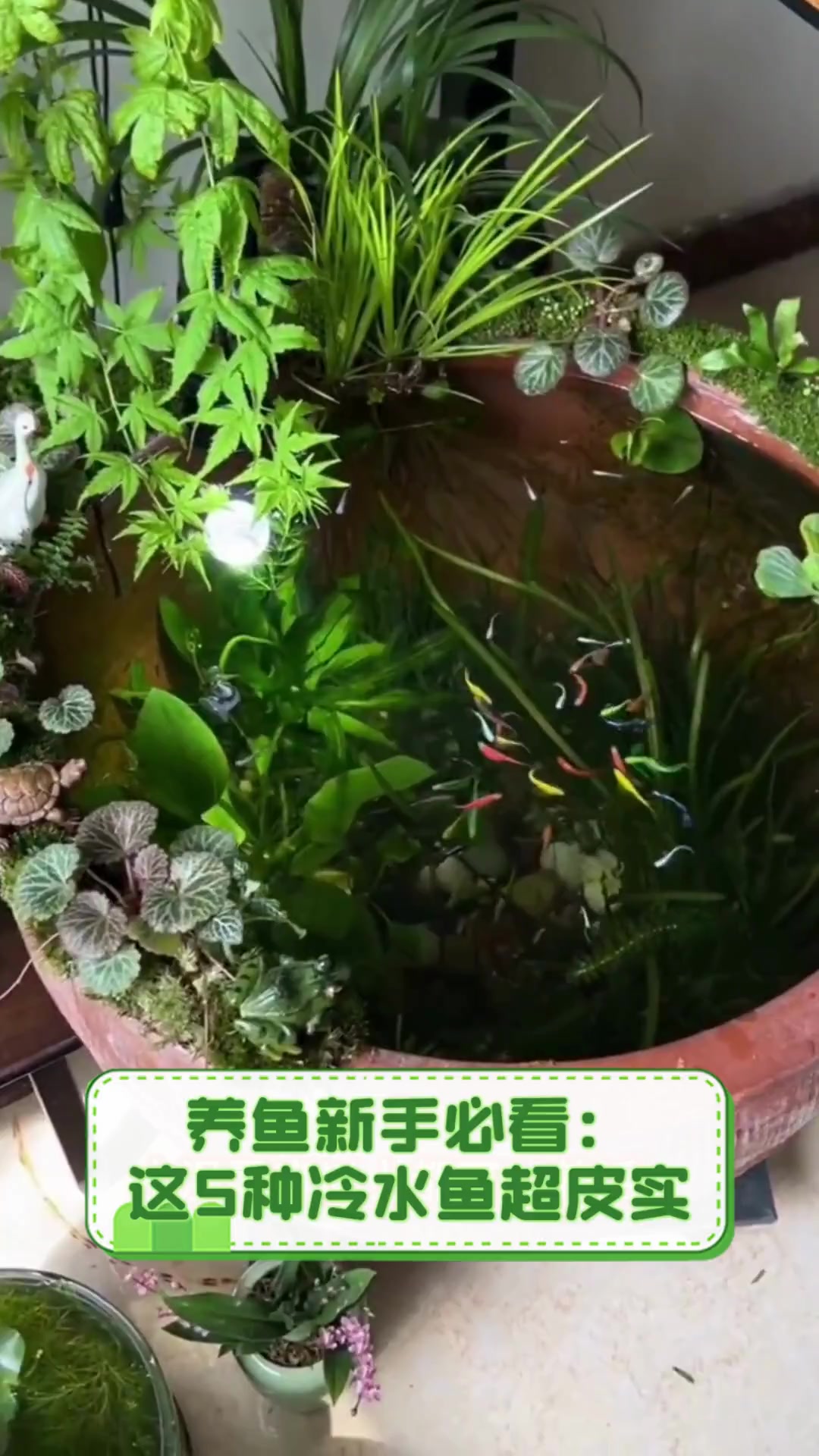 养鱼新手必看:这5种冷水鱼超皮实