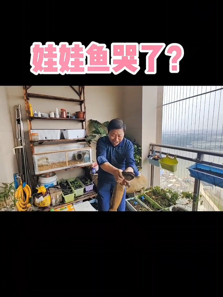 这是人工养殖可食用娃娃鱼,叫声酷似婴儿