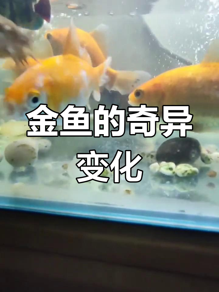 红色金鱼被龟咬伤,鱼鳞变黑,大自然的奇妙反应