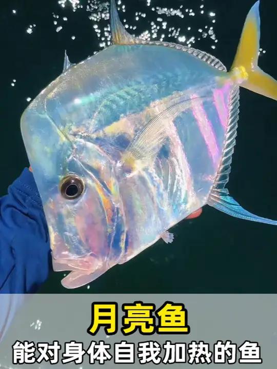 它是罕见的用肌肉产生热量的“温血”鱼类之一