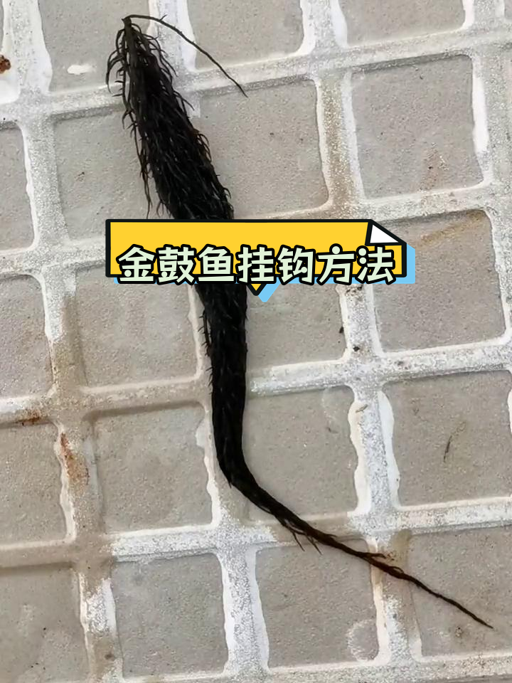 海钓金鼓鱼挂钩技巧,如何用海草提升钓鱼效果