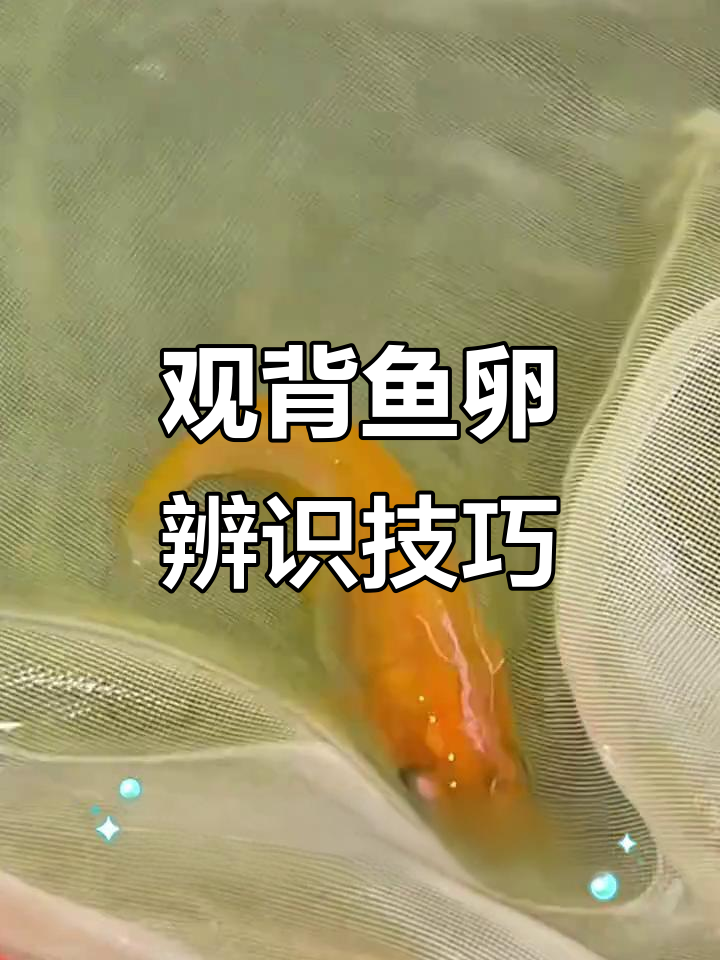 如何辨别观背鱼卵优劣？30秒轻松掌握！