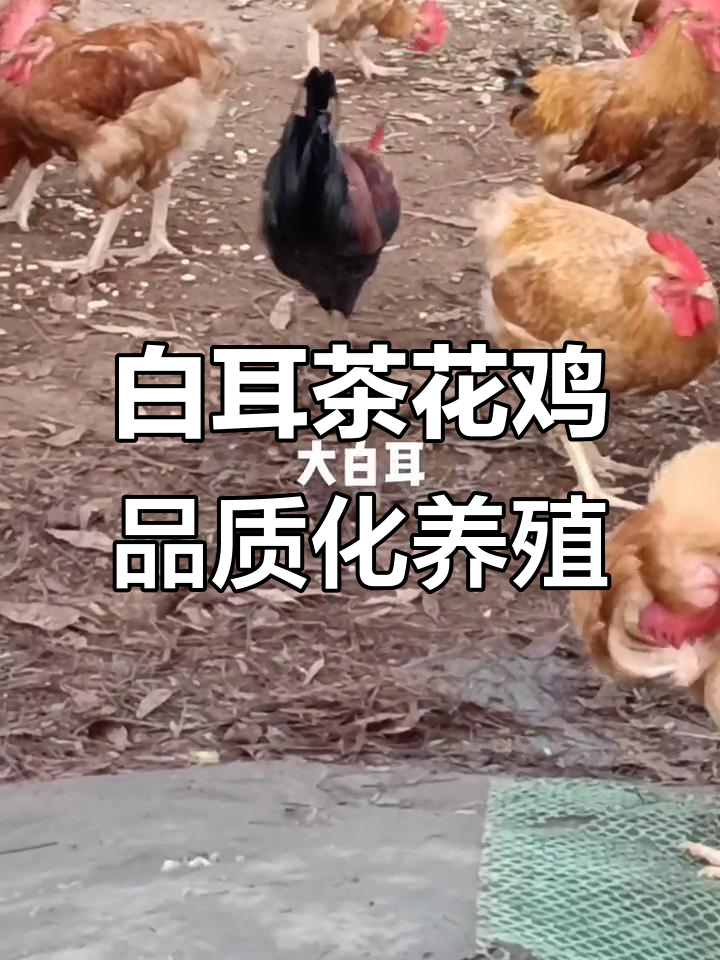 农业创业新机会:白耳茶花鸡与高品质生活