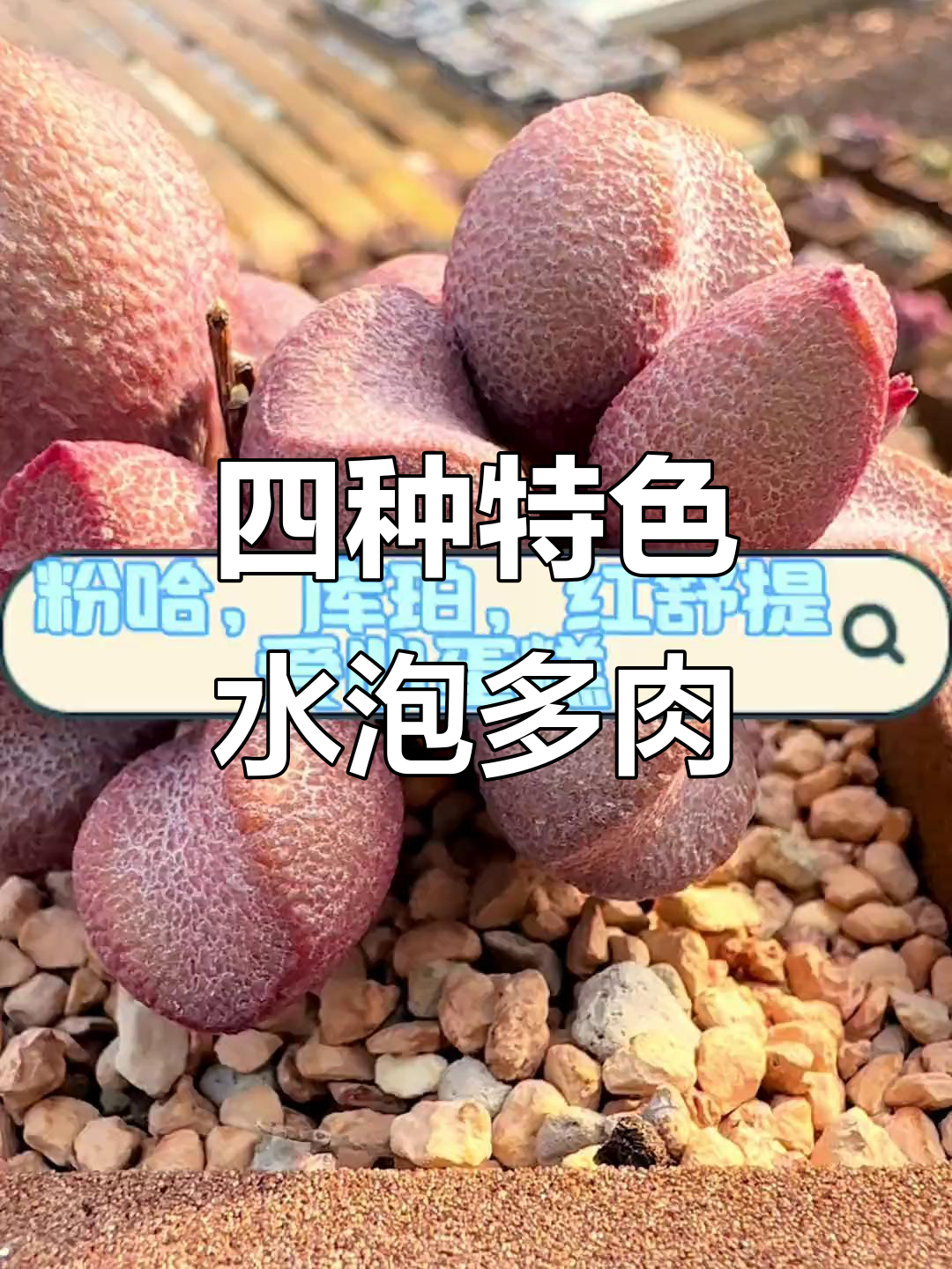 每天四颗水泡多肉,粉红哈密瓜、爱心蛋糕等你来挑战