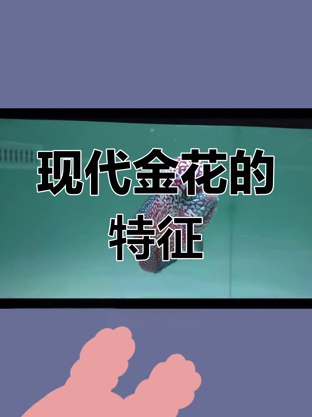 金花罗汉鱼的变化与标准
