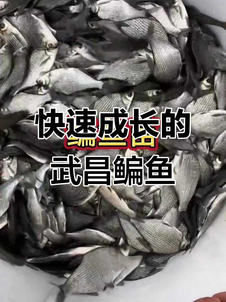 武昌鳊鱼苗:生长迅速,肉质鲜嫩,养殖轻松