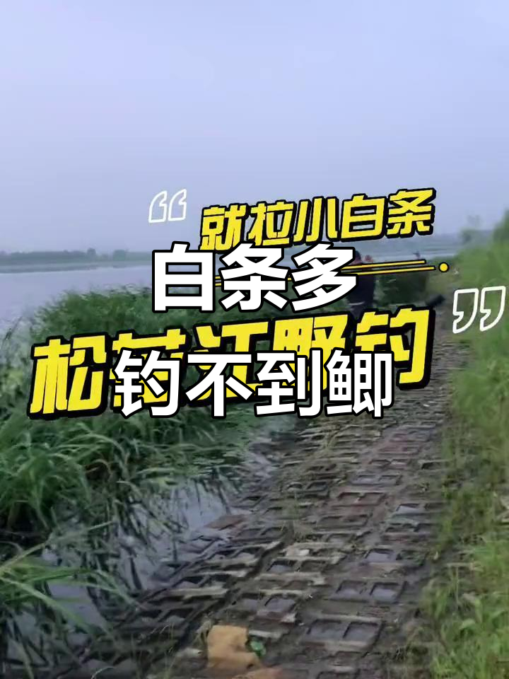 松花江野钓,白条闹不停!想钓鲫鱼却总被干扰