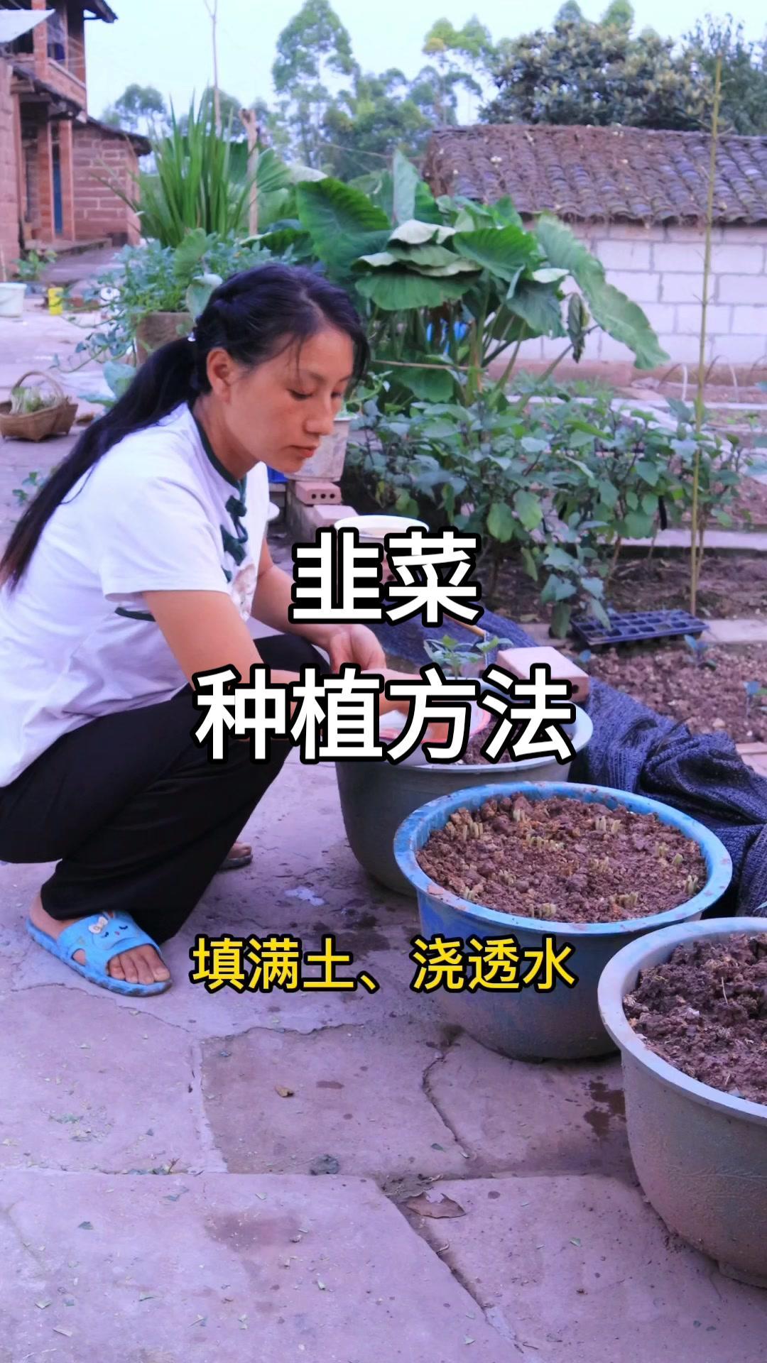今天韭菜种植方法安排上