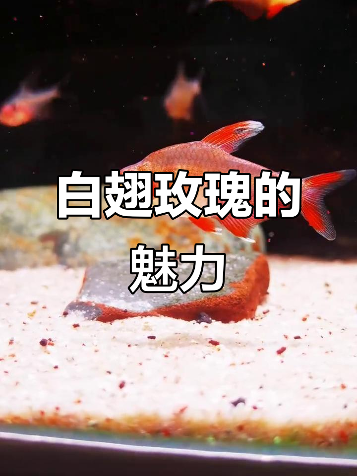 白翅玫瑰扯旗:美丽与力量的完美结合