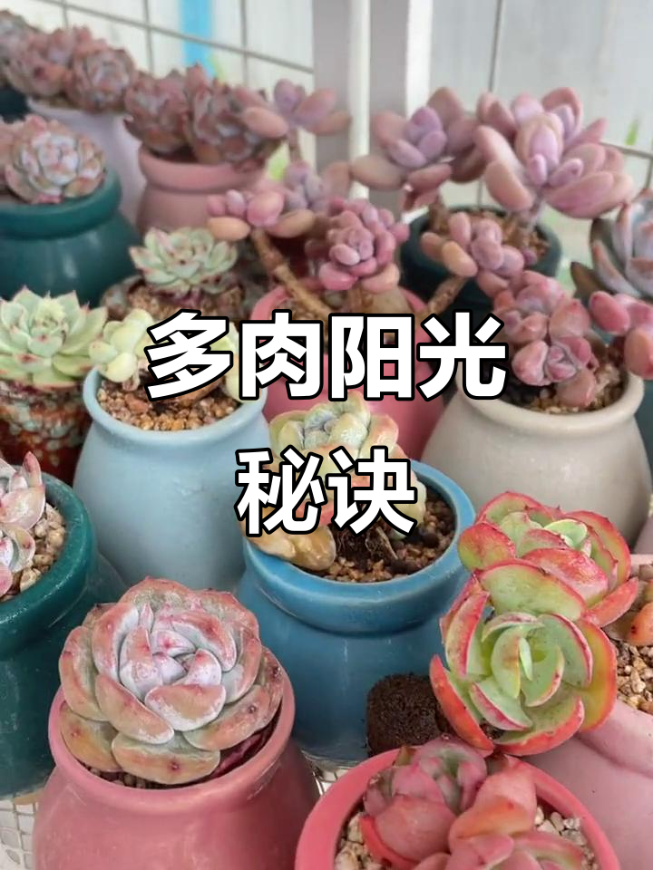 阳台多肉养护,光照如何安排?隔玻璃晒还是直接晒太阳好?