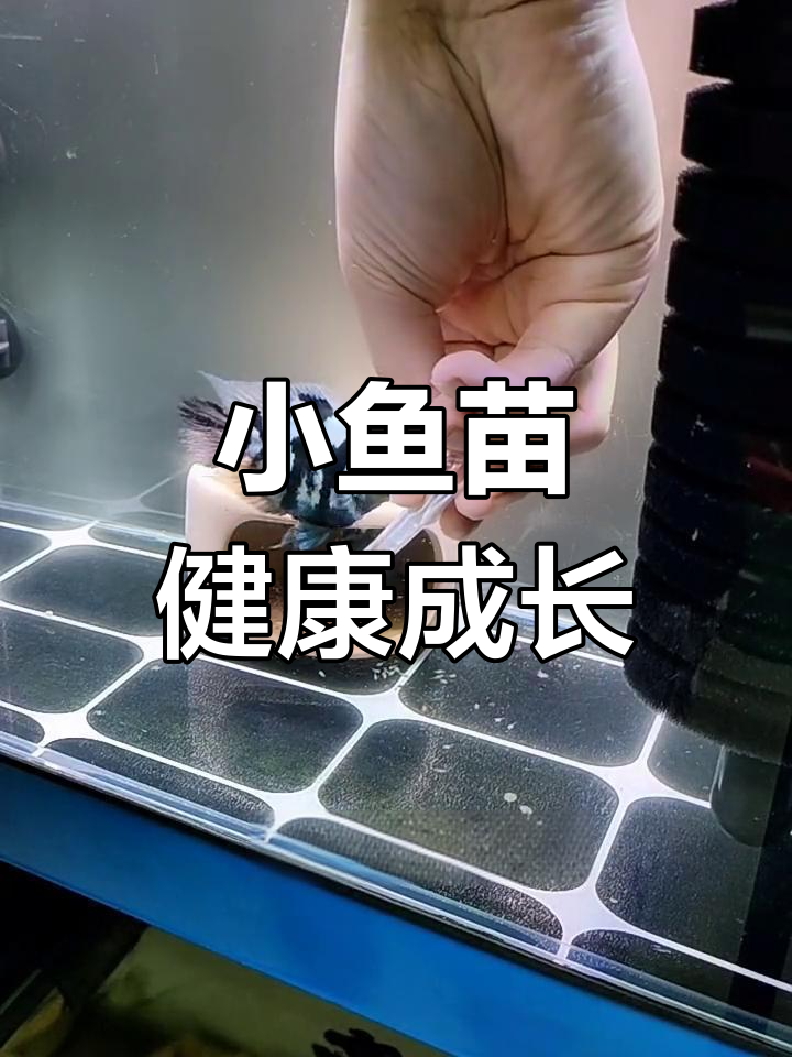 迷你鹦鹉鱼苗起飞,顺利分缸