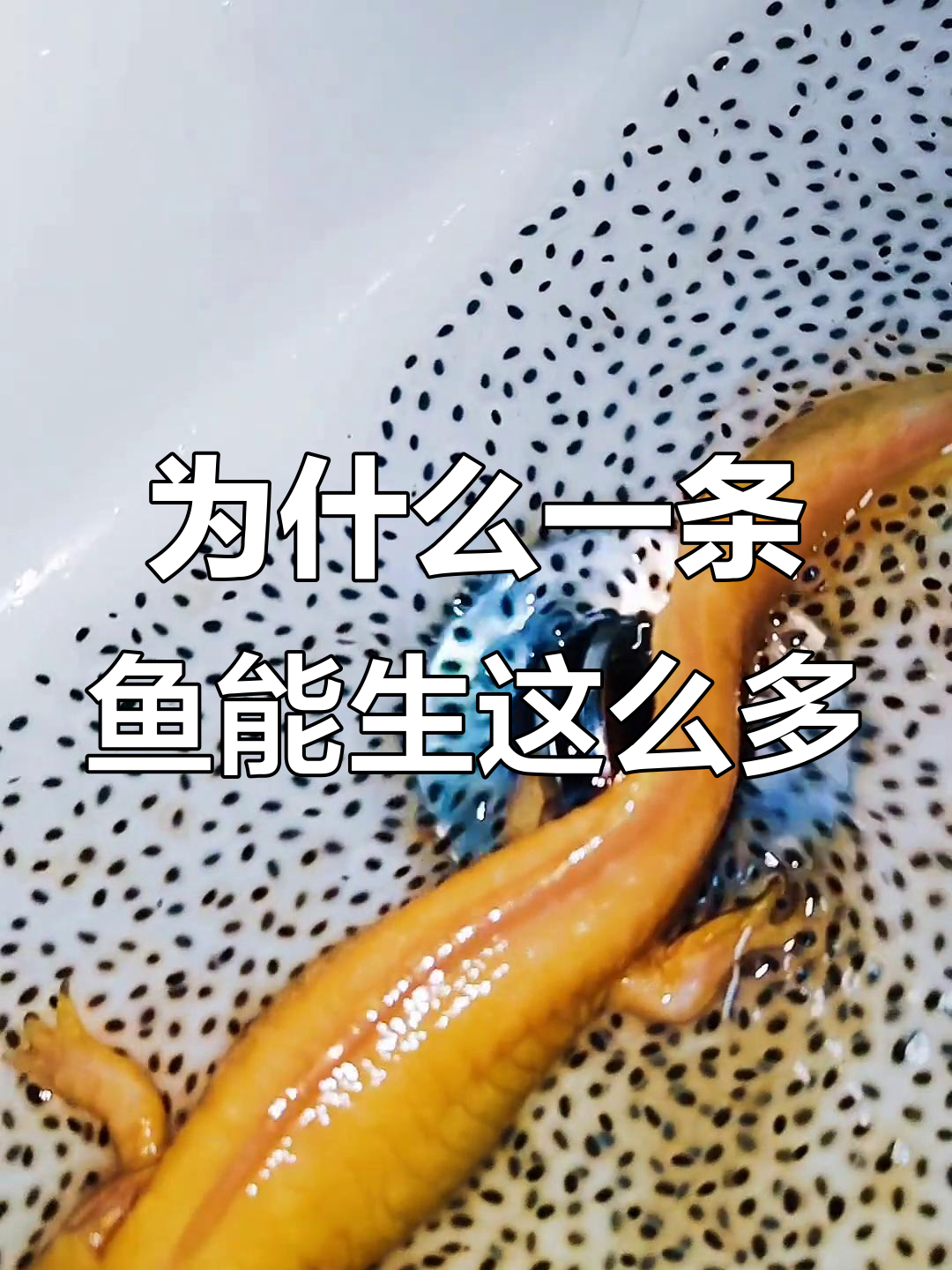 一条鱼怎么生出这么多崽?六角恐龙的繁殖能力太强了