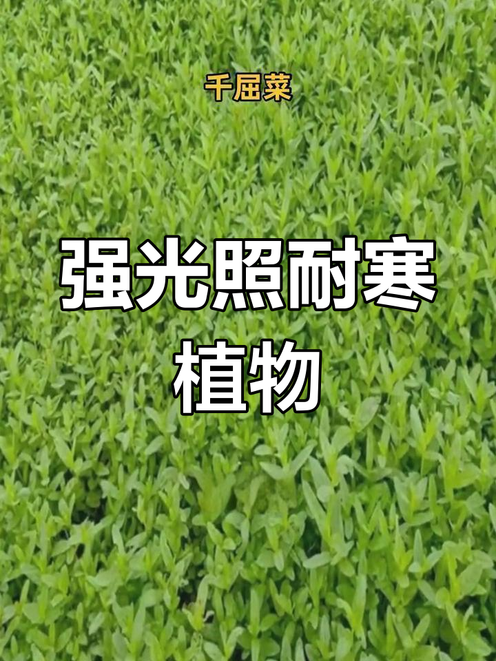 千屈菜苗种植技巧