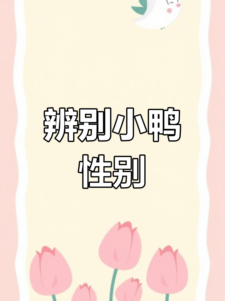 小鸭子公母分辨技巧,轻松掌握