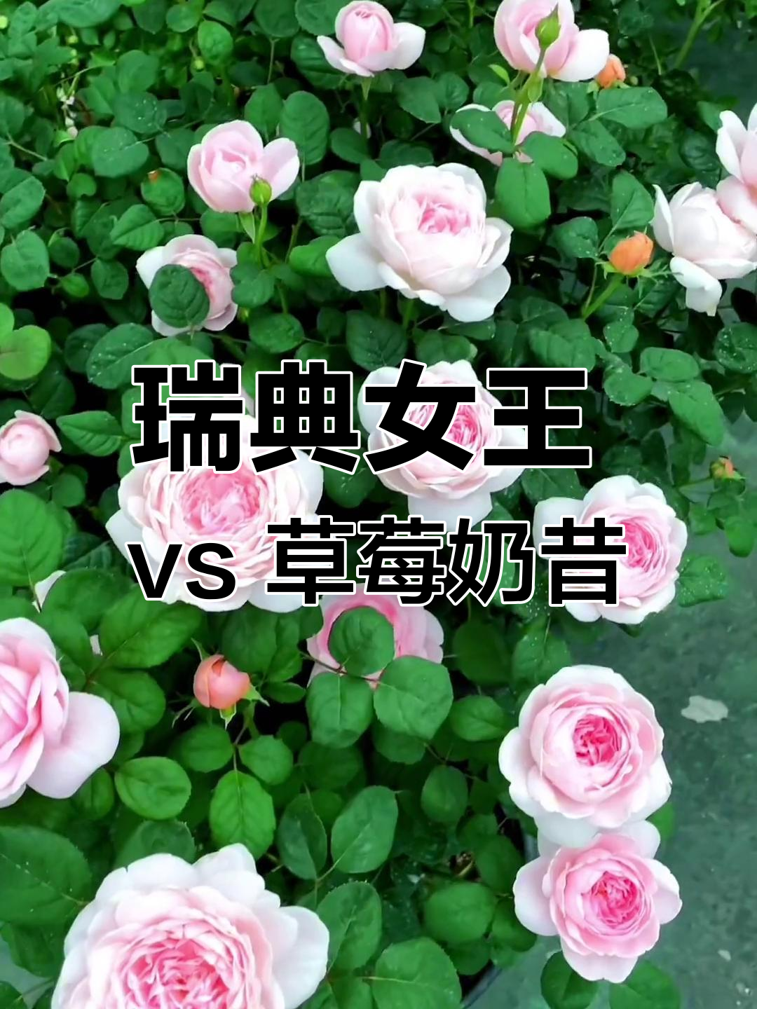 瑞典女王与草莓奶昔月季对比,哪个更值得选?