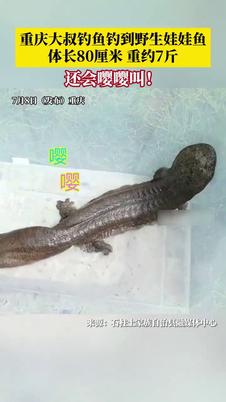 重庆大叔钓鱼钓到野生娃娃鱼，体长80厘米重约7斤，民警协助放生