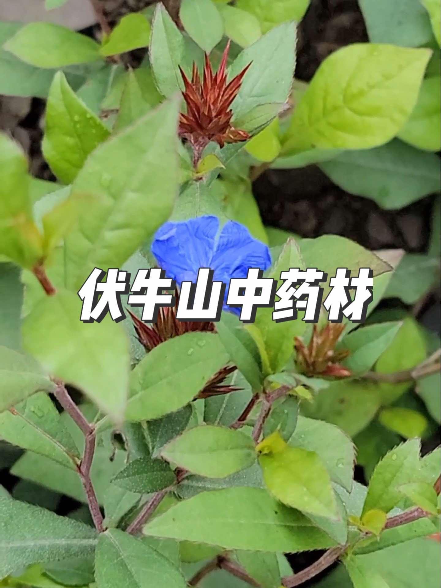 旋覆花 老鹳草 瓜蒌 天花粉 识百草 在这个季节伏牛山有这么多中草药,你们认出多少种?你们