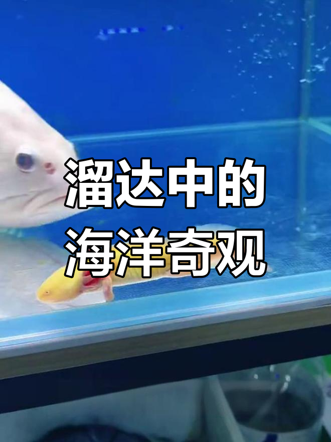 白化石斑鱼与六角恐龙鱼的奇妙世界