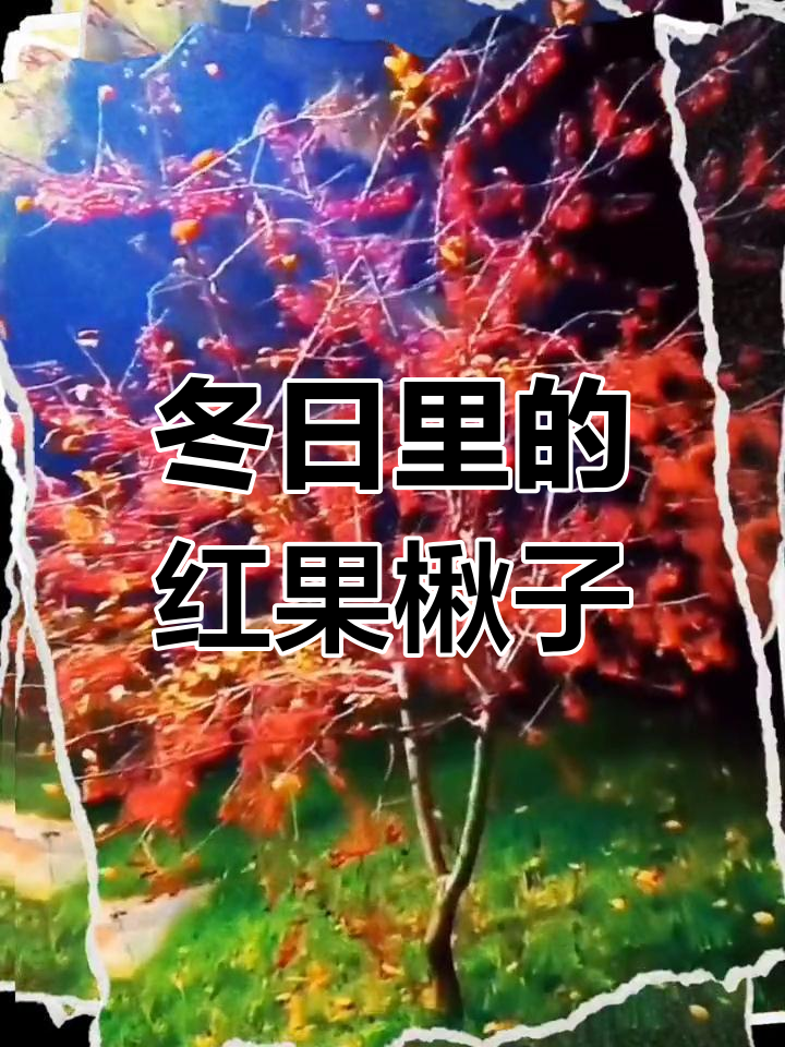 冬季校园中的楸子树,满载着诱人的红色果实