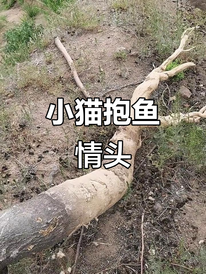 紫色系背景图,小猫抱鱼情头与养龟知识大揭秘