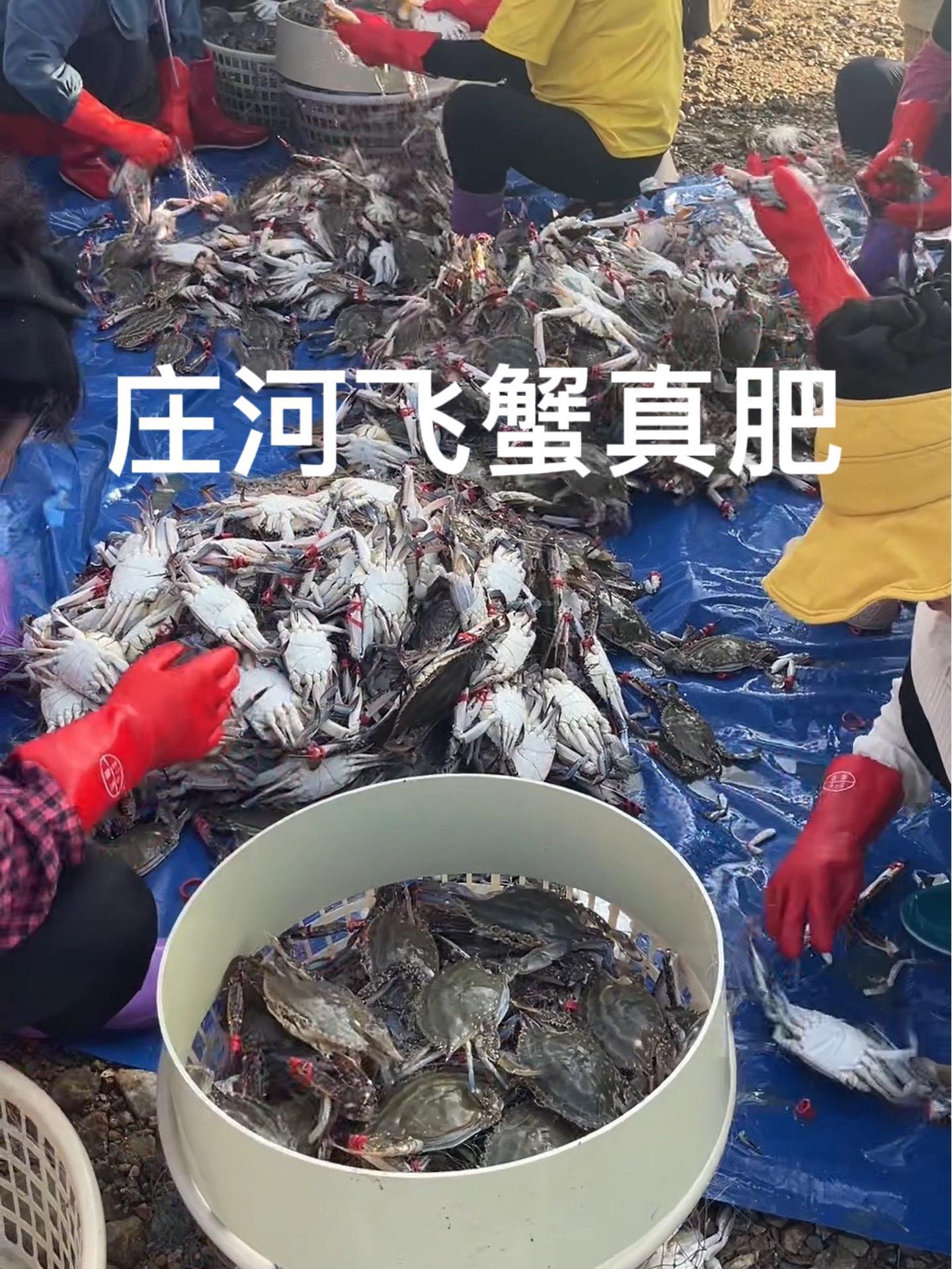 庄河海鲜飞蟹嘎嘎肥的发货 真实赶海记录 源头好生鲜 吃海鲜我们是认真的 庄河海鲜肥蟹老好，