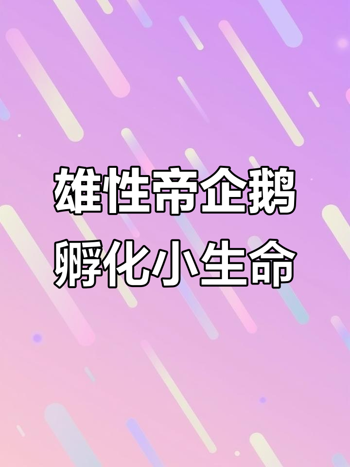 帝企鹅爸爸也孵蛋,妈妈生完就浪去!