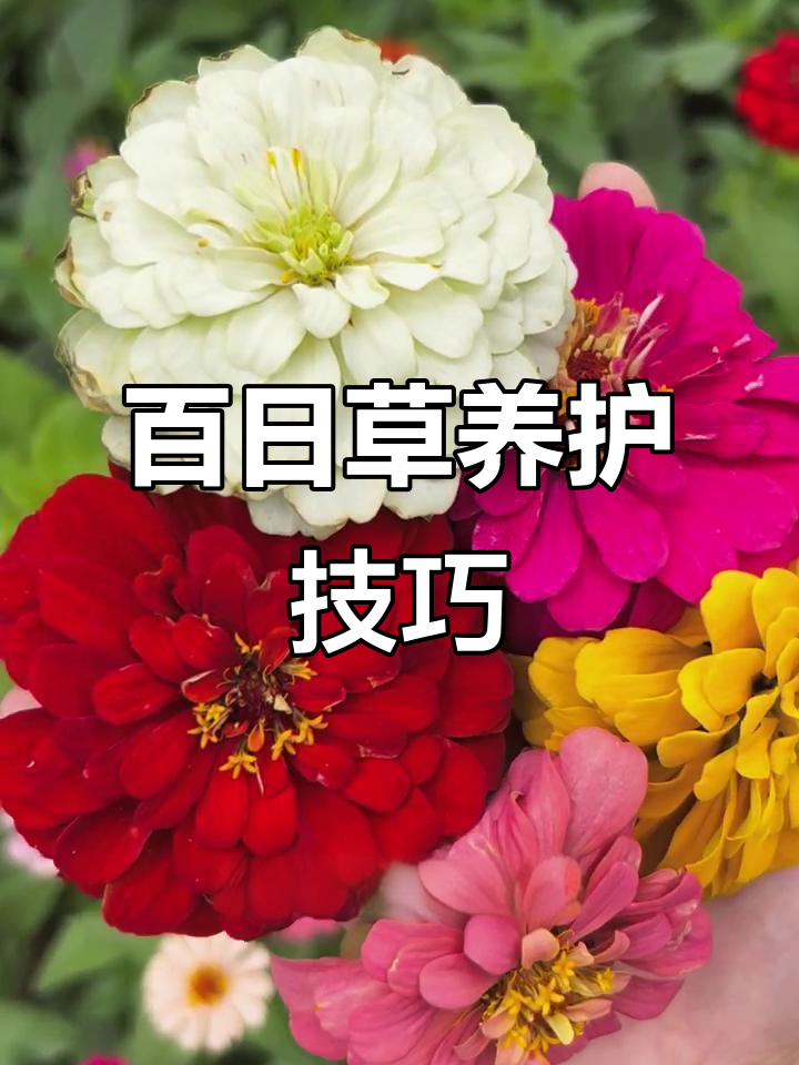 百日草:步步高升的花朵,轻松种植管理