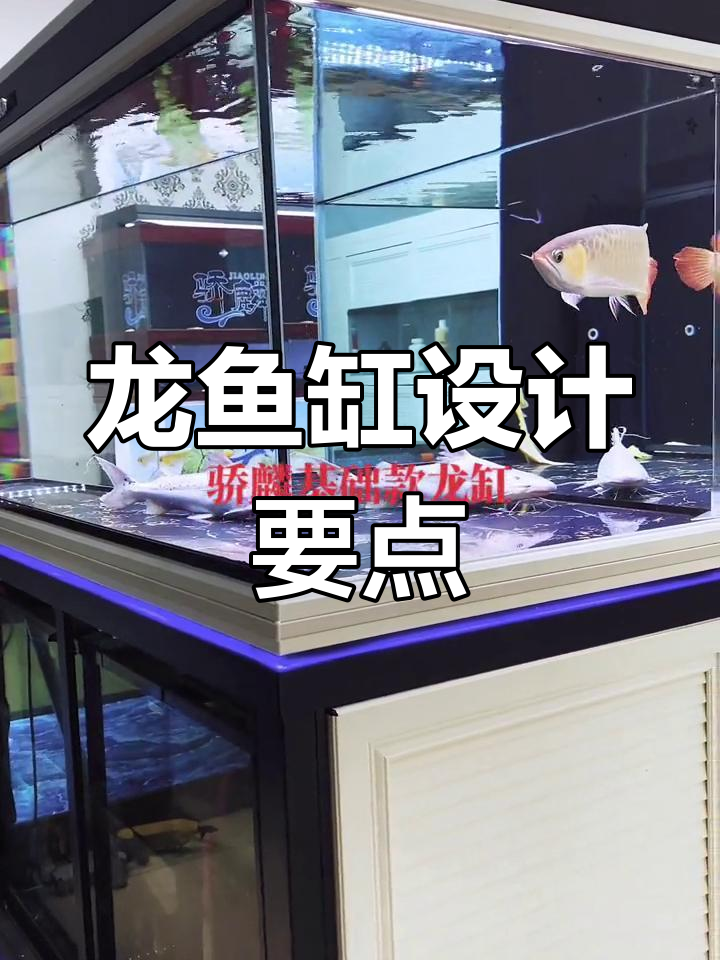 龙鱼缸设计揭秘:如何避免撞伤和清理难题