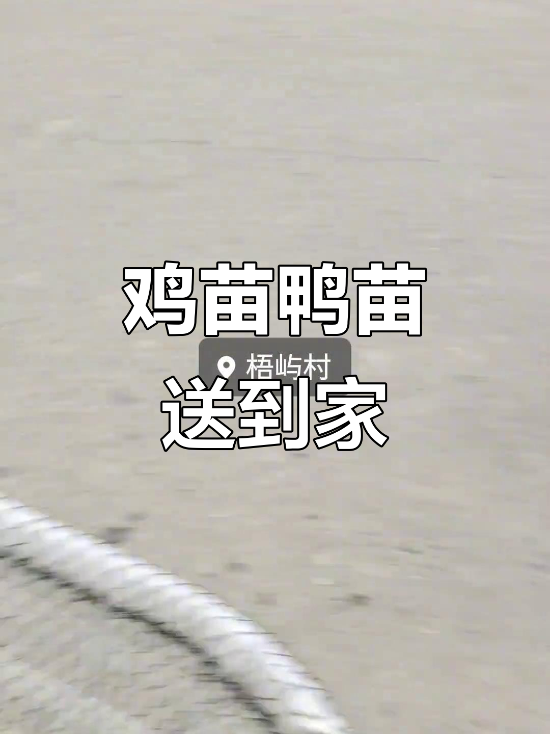 鸡苗鸭苗批发,送货上门,买到就是赚到