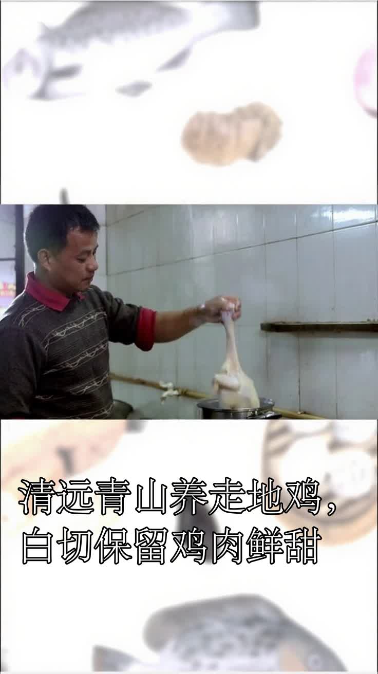 清远青山养走地鸡,白切保留鸡肉鲜甜