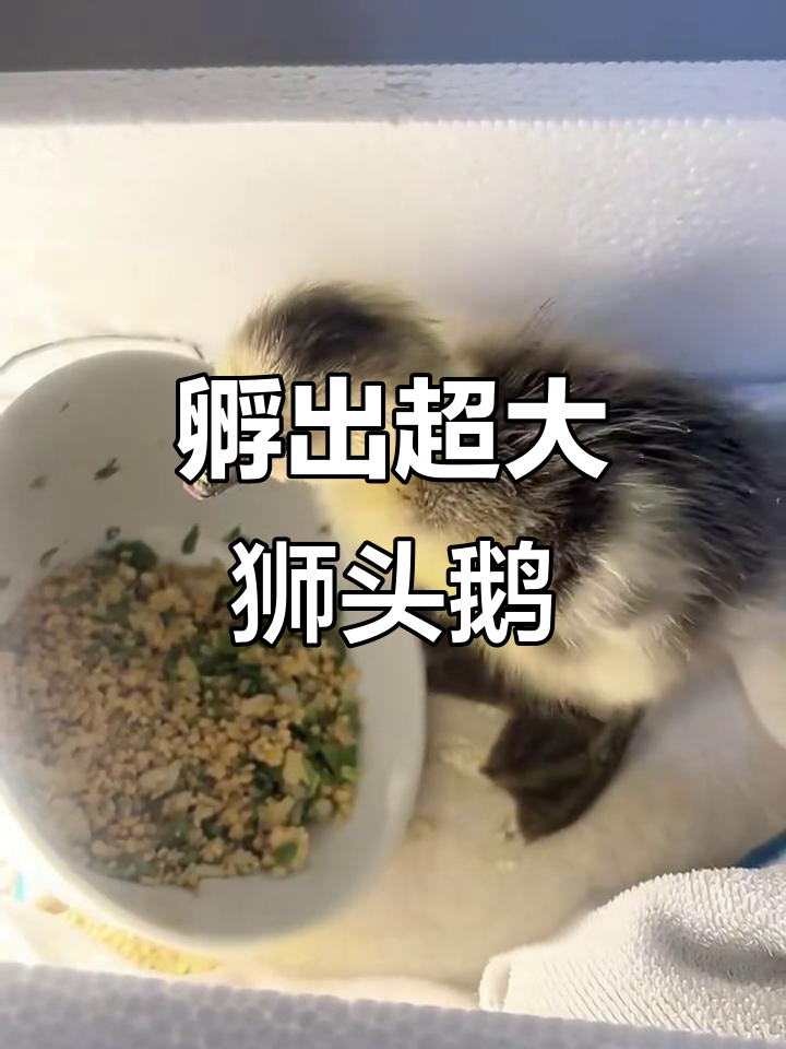 32天孵化出巨型狮头鹅,受精率低但终于迎来新生