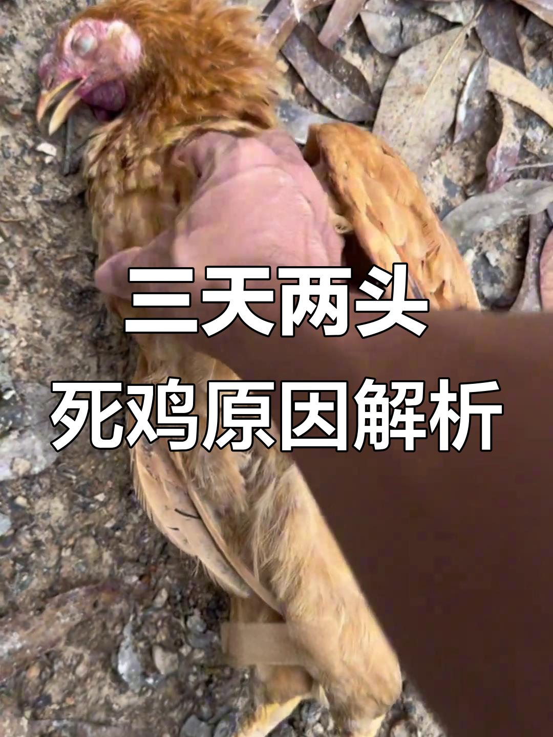 鸡群频死,解剖揭因:肠胃炎还是其他?