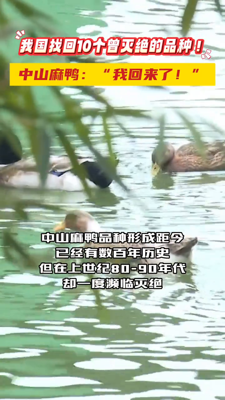我国找回10个曾灭绝的品种!中山麻鸭:我回来了!