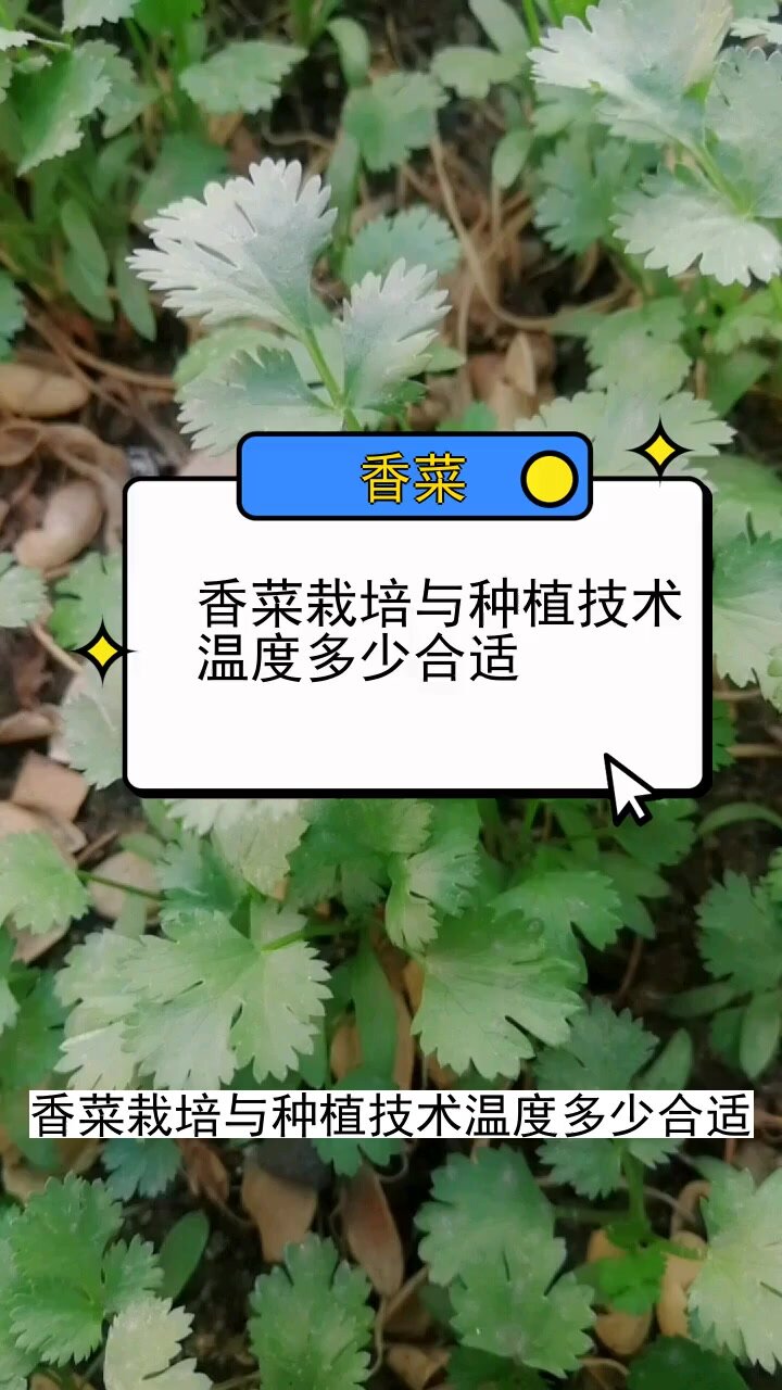 香菜栽培与种植技术温度多少合适 三农种
