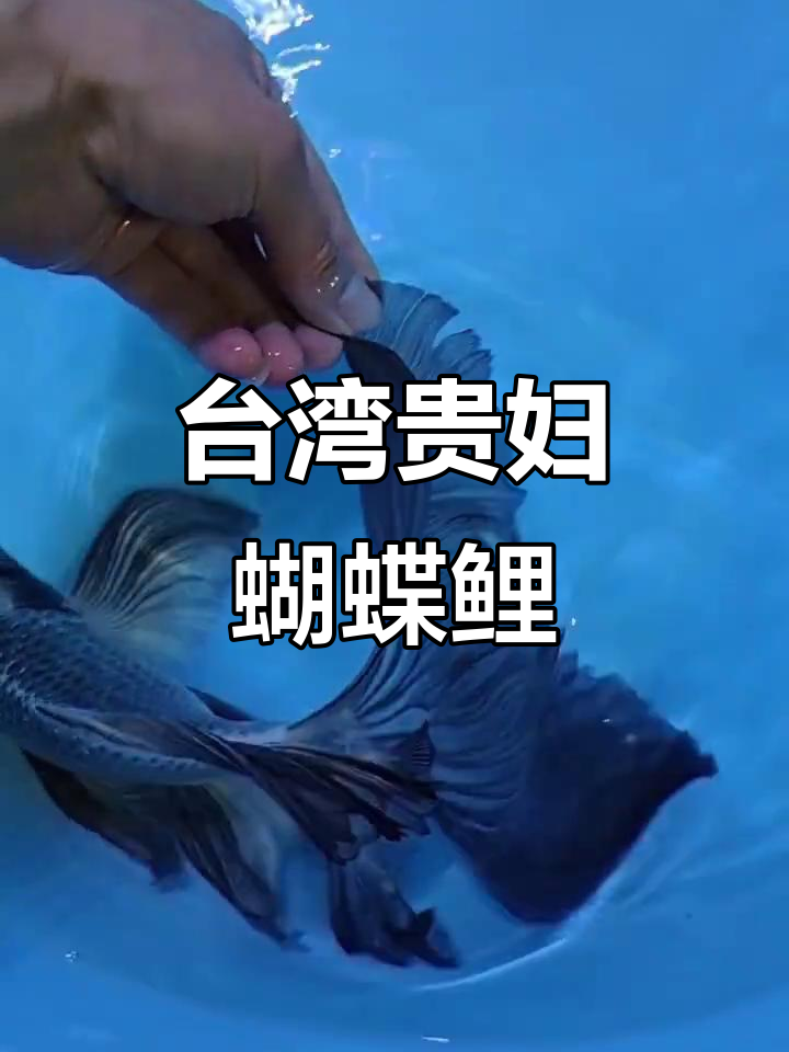台湾贵妃熊猫蝴蝶鲤:独特魅力与稀有品种