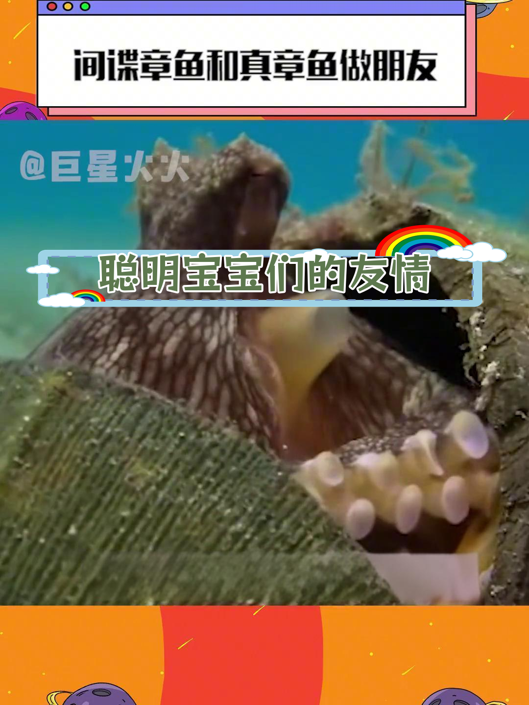 间谍章鱼与真章鱼的友谊大冒险