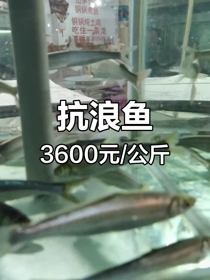 抚仙湖稀有抗浪鱼,肉质鲜美