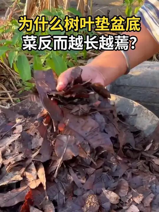 为什么树叶垫盆底,菜反而越长越蔫?#阳台种菜 #土壤改良 #堆肥