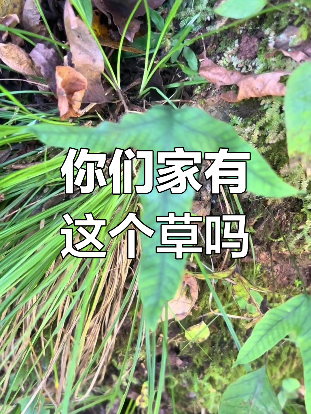 你家乡有这种植物吗?看看你认识它不