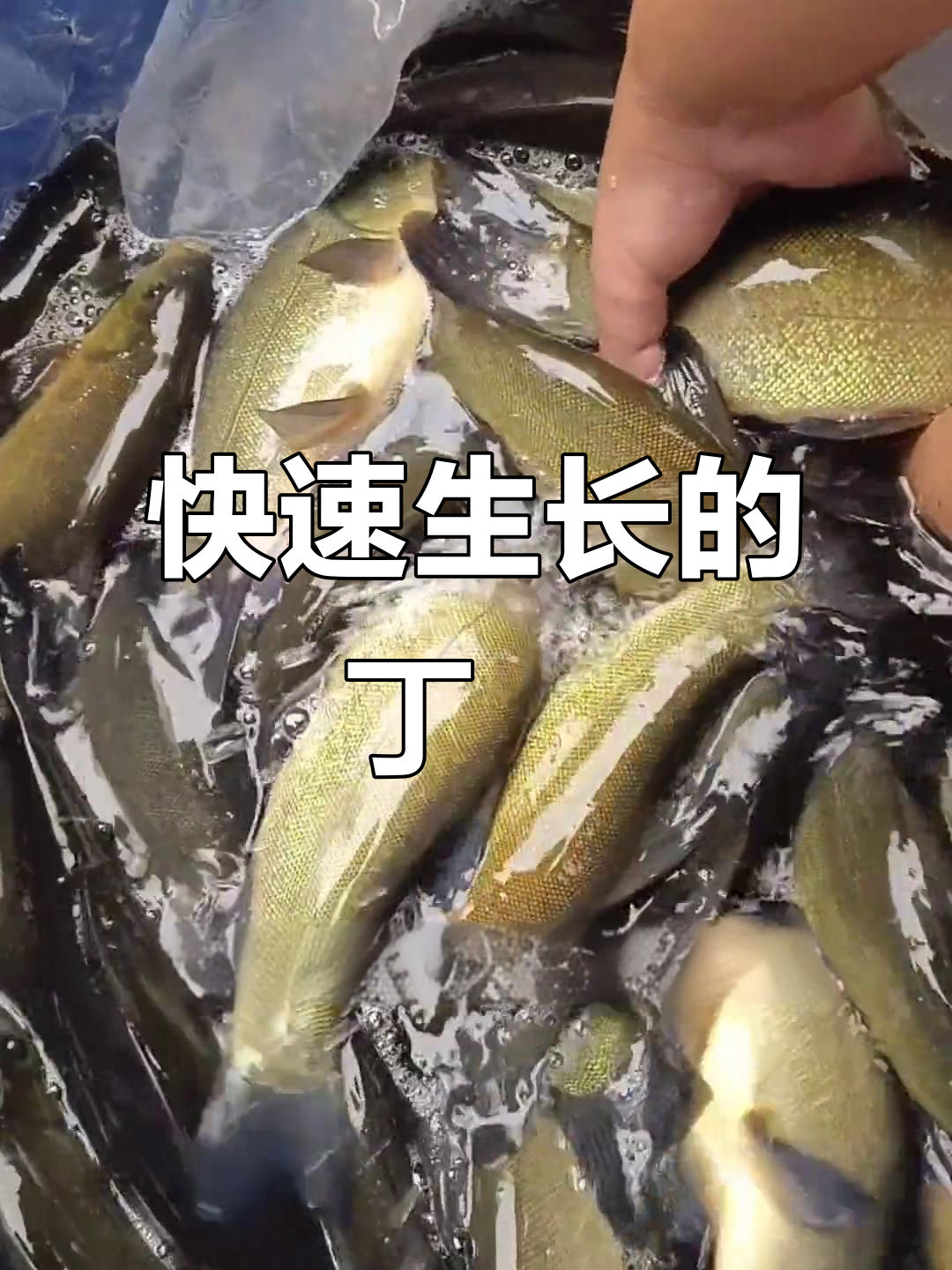 丁鱥鱼生长迅速,肉质鲜美,养殖简单,适合各种环境