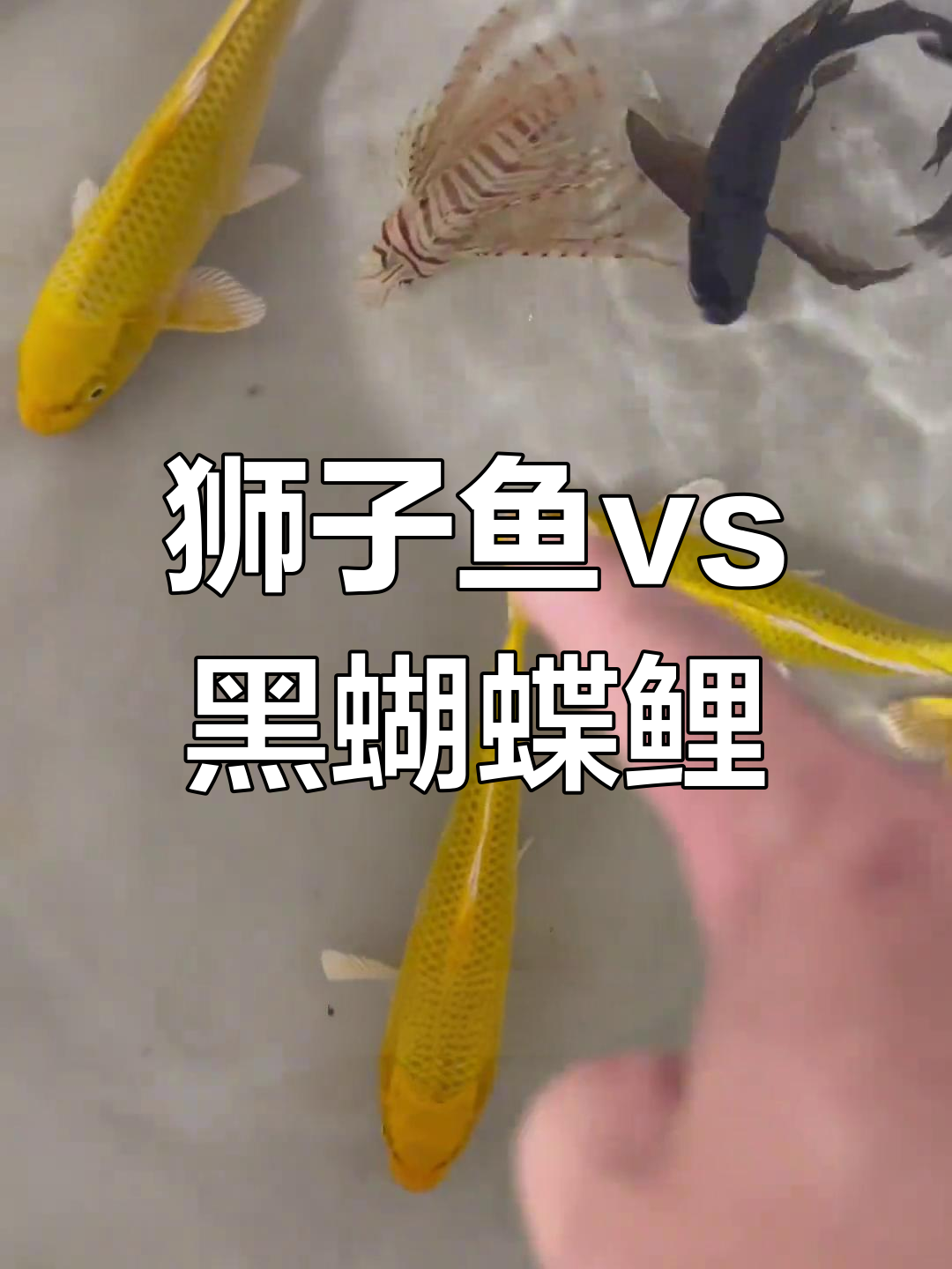 狮子鱼与黑蝴蝶鲤,哪种更美?黄金锦鲤也来了!