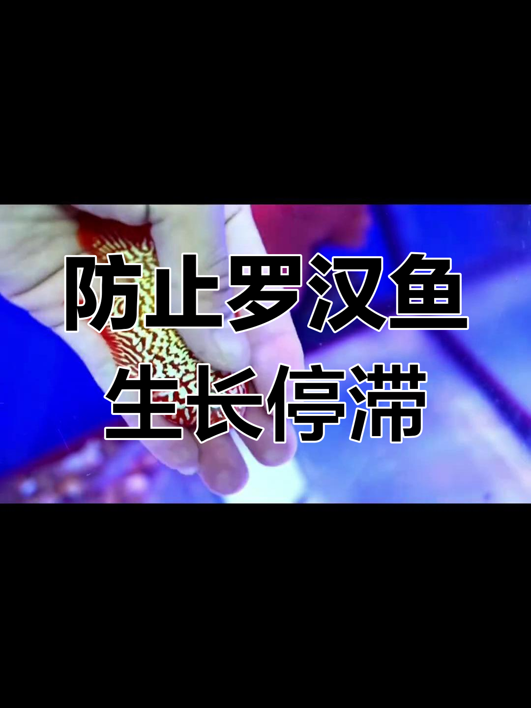 罗汉鱼生长期滞留问题,如何避免侏儒症