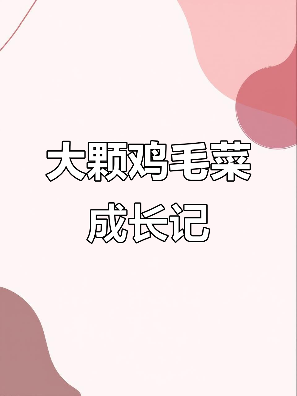 看看我的鸡毛菜,长得超乎想象!