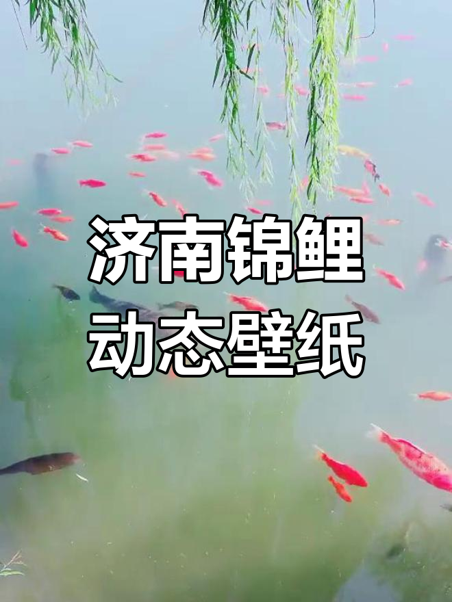 济南百花洲的锦鲤美景,动态壁纸送给大家