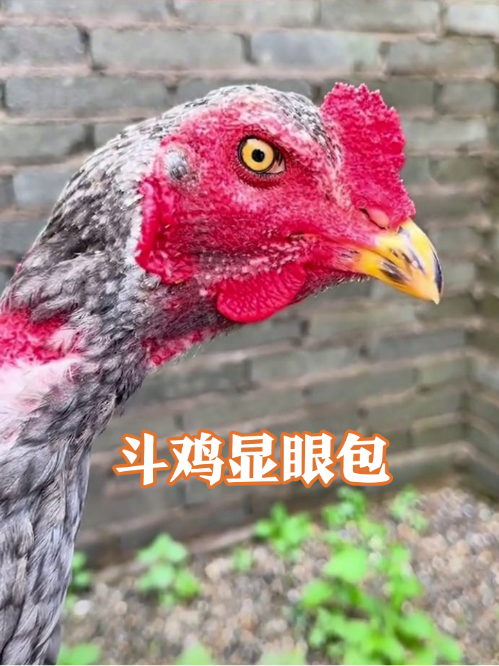 斗鸡界“愤怒表情包”上线!红脑壳配沧桑鸡爪,进笼秒变街溜子