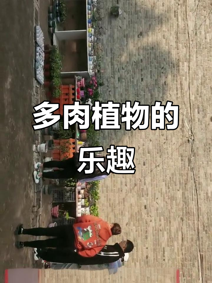 红豆馅多肉植物,萌态十足!平凡生活中的小确幸