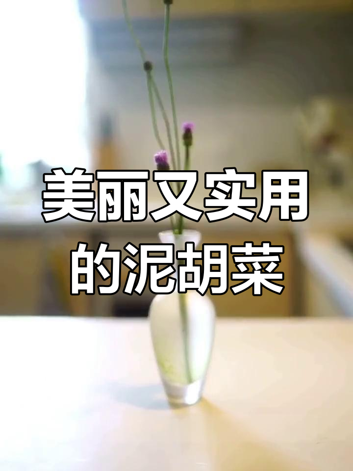 泥胡菜:紫色花朵与清热解毒的完美结合