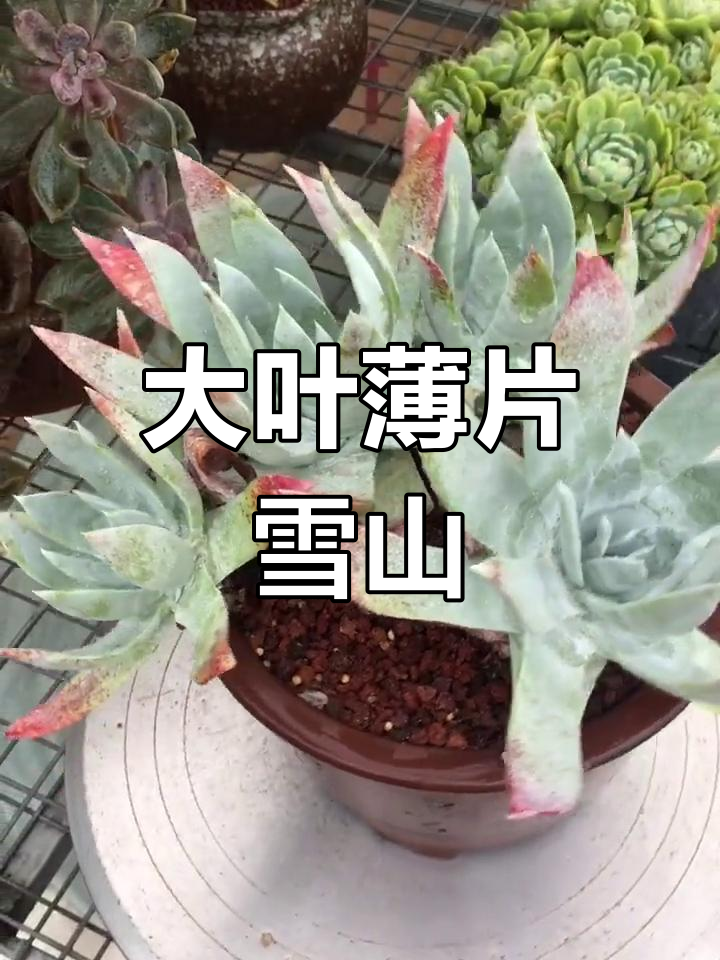 雪山多肉:仙女杯中的大叶片品种