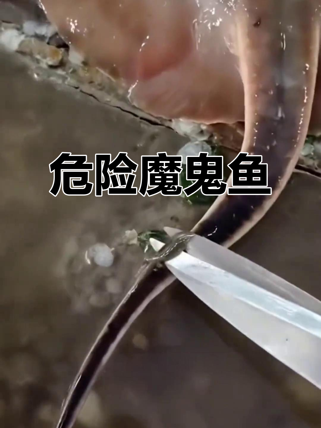 魔鬼鱼外表无害,实则致命毒刺能再长,切勿轻易触碰!